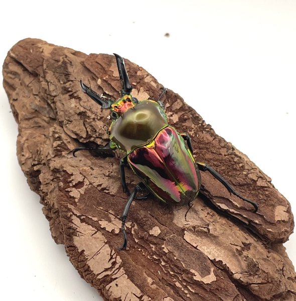 画像3: ニジイロクワガタ（レッドピカール血統）♂４６ｍｍ／♀３３ｍｍ成虫ペア (3)