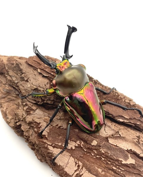 画像2: ニジイロクワガタ（レッド血統）♂５９ｍｍ／♀３７ｍｍ成虫ペア (2)