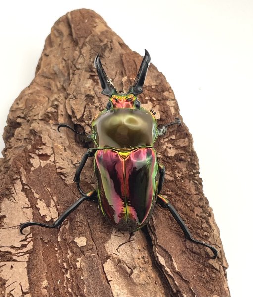 画像2: ニジイロクワガタ（レッドピカール血統）♂４６ｍｍ／♀３３ｍｍ成虫ペア (2)