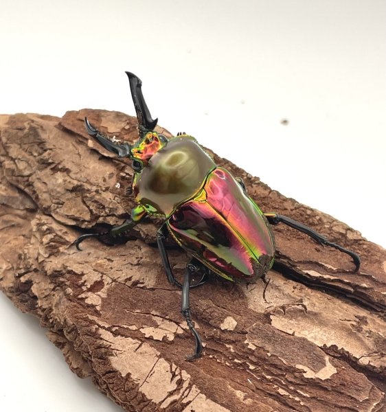 画像1: ニジイロクワガタ（レッドピカール血統）♂４６ｍｍ／♀３３ｍｍ成虫ペア (1)