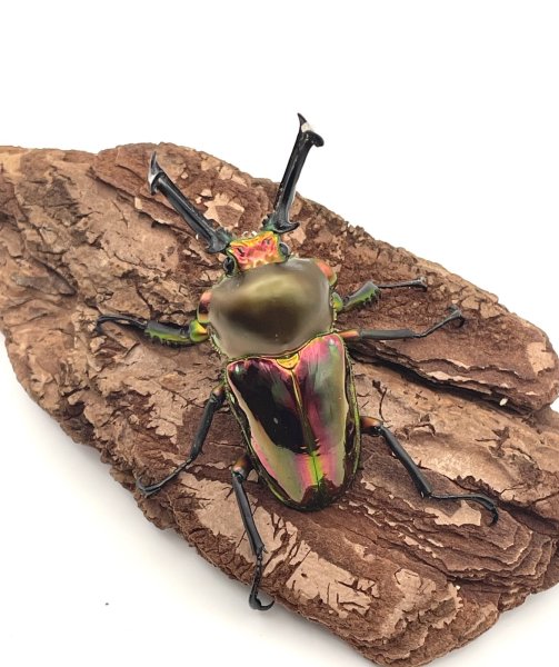 画像2: ニジイロクワガタ（レッド血統）♂５６ｍｍ／♀３５ｍｍ成虫ペア (2)