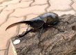 画像1: ヘラクレス エクアトリアヌス 　♂１１２ｍｍ／♀５０ｍｍ　成虫ペア (1)