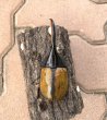 画像3: ヘラクレス エクアトリアヌス 　♂１０７ｍｍ／♀６１ｍｍ　成虫ペア (3)