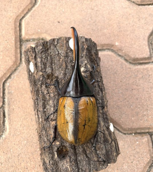 画像3: ヘラクレス エクアトリアヌス 　♂１０７ｍｍ／♀６１ｍｍ　成虫ペア (3)