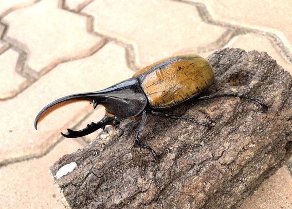 画像1: ヘラクレス エクアトリアヌス 　♂１０７ｍｍ／♀６１ｍｍ　成虫ペア (1)