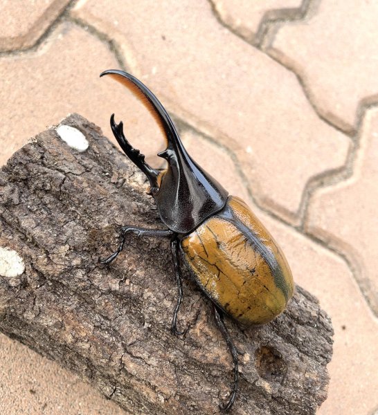 画像2: ヘラクレス エクアトリアヌス 　♂１０７ｍｍ／♀６１ｍｍ　成虫ペア (2)