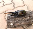 画像2: ヘラクレス エクアトリアヌス 　♂１１２ｍｍ／♀５０ｍｍ　成虫ペア (2)