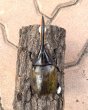 画像3: ヘラクレス エクアトリアヌス 　♂１１２ｍｍ／♀５０ｍｍ　成虫ペア (3)