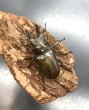 画像1: ババオウゴンオニクワガタ　♂５１ｍｍ／♀４２ｍｍ成虫ペア (1)
