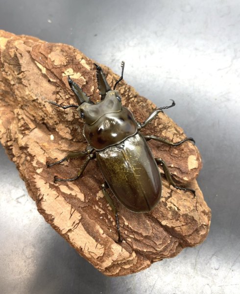 画像1: ババオウゴンオニクワガタ　♂５１ｍｍ／♀４２ｍｍ成虫ペア (1)