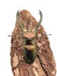 画像3: エラフスホソアカクワガタ　♂７４ｍｍ／♀３１ｍｍ成虫ペア　 (3)