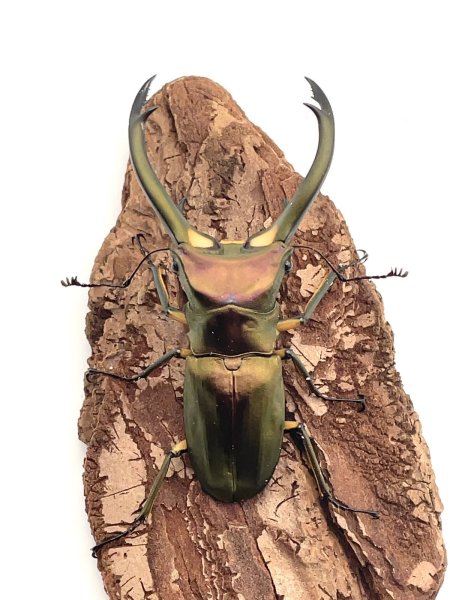 画像3: エラフスホソアカクワガタ　♂７４ｍｍ／♀３１ｍｍ成虫ペア　 (3)