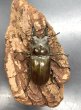 画像2: ババオウゴンオニクワガタ　♂５１ｍｍ／♀４２ｍｍ成虫ペア (2)