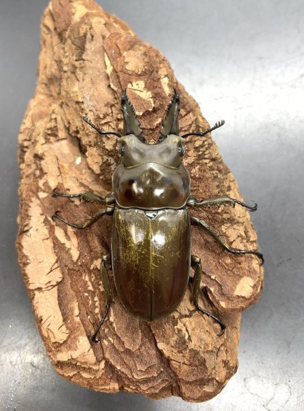 画像2: ババオウゴンオニクワガタ　♂５１ｍｍ／♀４２ｍｍ成虫ペア (2)