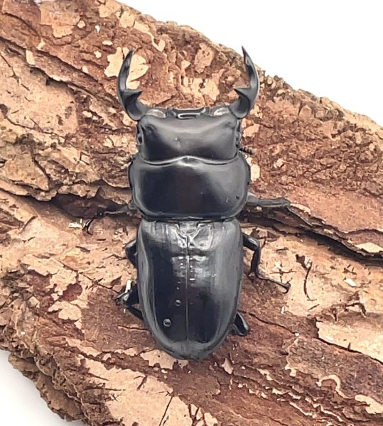 画像1: ツノボソオオクワガタ　♂４１ｍｍ／♀３３ｍｍ成虫ペア　 (1)