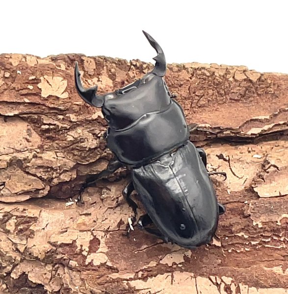 画像2: ツノボソオオクワガタ　♂４１ｍｍ／♀３３ｍｍ成虫ペア　 (2)