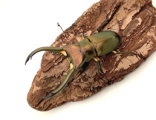 画像2: エラフスホソアカクワガタ　♂７４ｍｍ／♀３１ｍｍ成虫ペア　 (2)