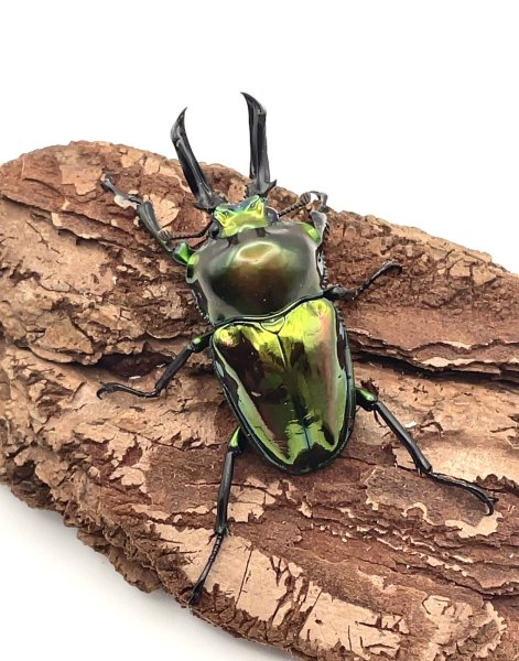 画像1: ニジイロクワガタ（ピカール血統）♂４８ｍｍ／♀３６ｍｍ成虫ペア (1)