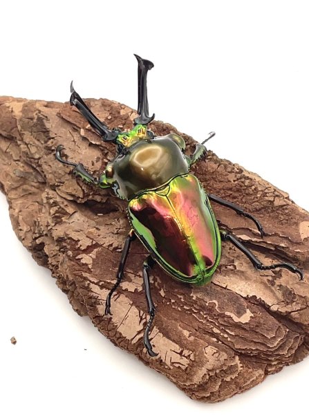 画像3: ニジイロクワガタ（ピカール血統）♂６１ｍｍ／♀３８ｍｍ成虫ペア (3)