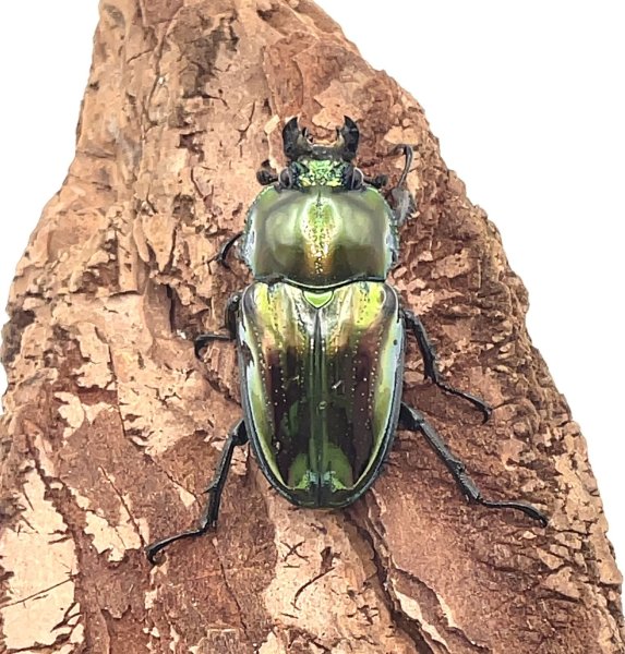 画像4: ニジイロクワガタ（ピカール血統）♂６１ｍｍ／♀３８ｍｍ成虫ペア (4)