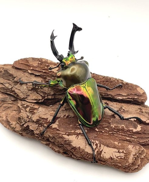 画像2: ニジイロクワガタ（ピカール血統）♂５８ｍｍ／♀３７ｍｍ成虫ペア (2)