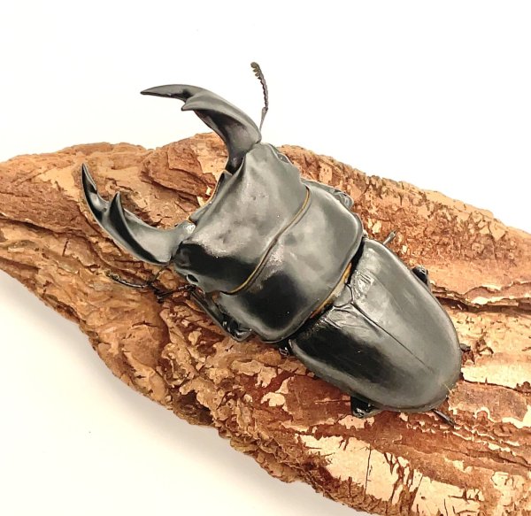 画像2: オオクワガタ（アンバランス血統アブレイズ）　♂７４ｍｍ／♀４３ｍｍ　成虫ペア (2)