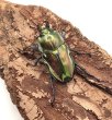 画像3: ニジイロクワガタ（ピカール血統）♂４８ｍｍ／♀３６ｍｍ成虫ペア (3)