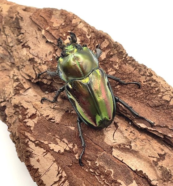 画像3: ニジイロクワガタ（ピカール血統）♂４８ｍｍ／♀３６ｍｍ成虫ペア (3)