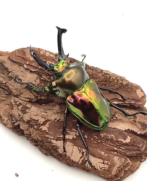 画像2: ニジイロクワガタ（ピカール血統）♂６１ｍｍ／♀３８ｍｍ成虫ペア (2)