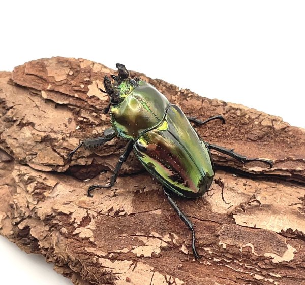 画像4: ニジイロクワガタ（ピカール血統）♂４８ｍｍ／♀３６ｍｍ成虫ペア (4)