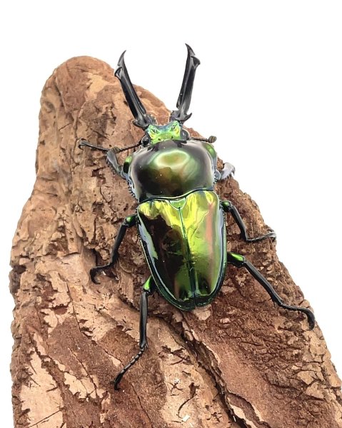 画像2: ニジイロクワガタ（ピカール血統）♂５０ｍｍ／♀３５ｍｍ成虫ペア (2)