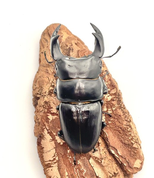 画像3: オオクワガタ（アンバランス血統アブレイズ）　♂７４ｍｍ／♀４３ｍｍ　成虫ペア (3)