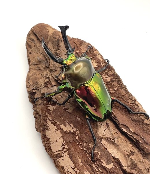 画像2: ニジイロクワガタ（ピカール血統）♂５７ｍｍ／♀３８ｍｍ成虫ペア (2)