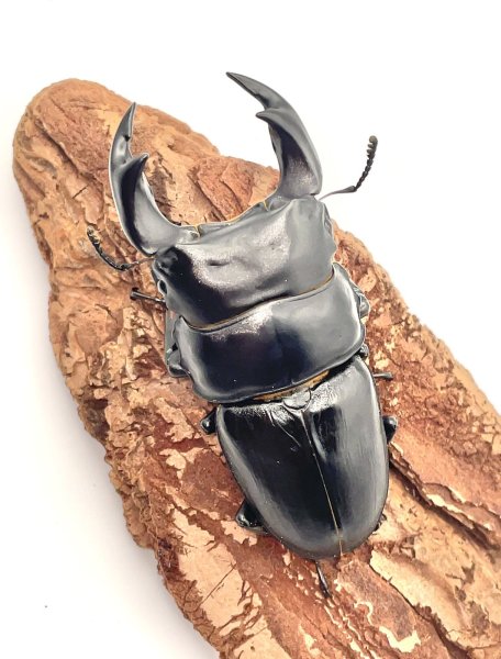 画像4: オオクワガタ（アンバランス血統アブレイズ）　♂７４ｍｍ／♀４３ｍｍ　成虫ペア (4)