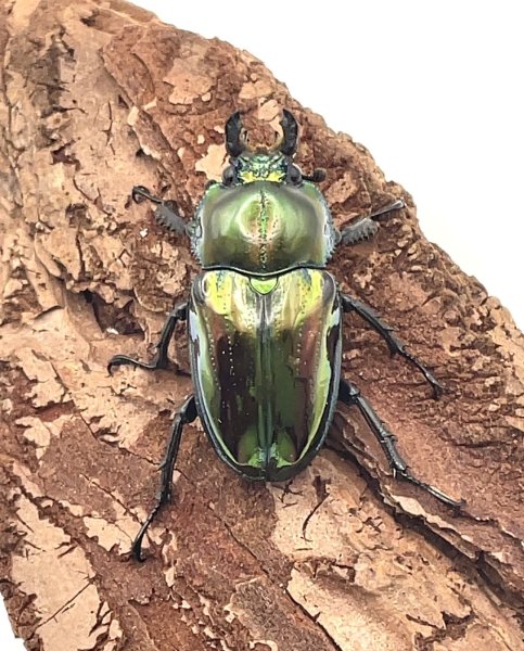 画像3: ニジイロクワガタ（ピカール血統）♂５８ｍｍ／♀３７ｍｍ成虫ペア (3)