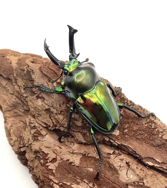 画像1: ニジイロクワガタ（ピカール血統）♂５０ｍｍ／♀３５ｍｍ成虫ペア (1)