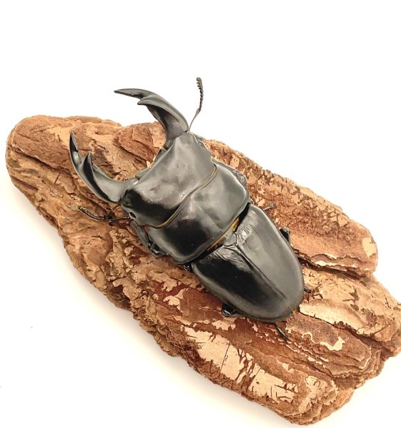 画像1: オオクワガタ（アンバランス血統アブレイズ）　♂７４ｍｍ／♀４３ｍｍ　成虫ペア (1)