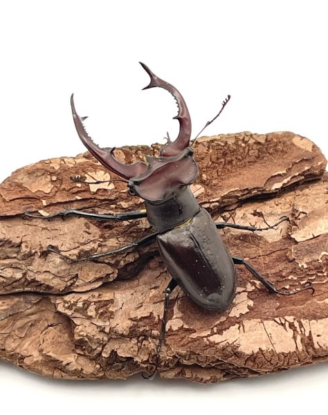 画像4: エラフスミヤマクワガタ　♂４０ｍｍ／♀３０ｍｍUP　成虫ペア (4)