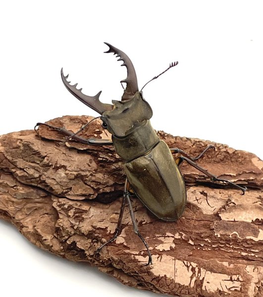 画像1: ミヤマクワガタ　♂５８ｍｍ／♀４０ｍｍＵＰ　成虫ペア　 (1)