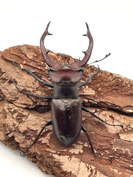 画像3: エラフスミヤマクワガタ　♂４０ｍｍ／♀３０ｍｍUP　成虫ペア (3)