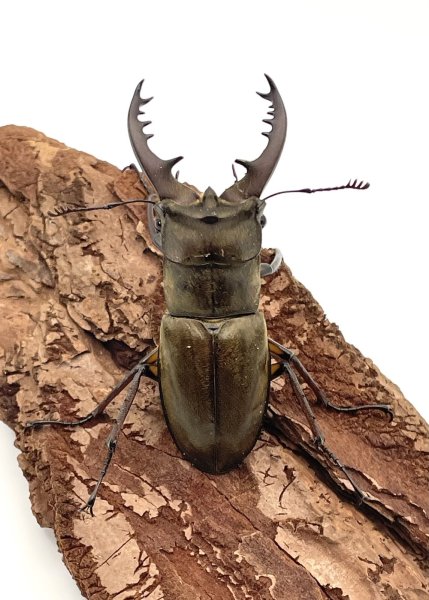 画像2: ミヤマクワガタ　♂５８ｍｍ／♀４０ｍｍＵＰ　成虫ペア　 (2)