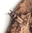 画像1: エレガントゥルスコクワガタ（東ジャワ）　WILD　成虫ペア　 (1)
