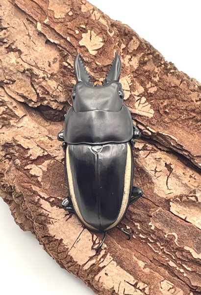 画像2: ■ＷＩＬＤ■ウォレスノコギリクワガタ　♂４０ｍｍUP／♀２５〜３０ｍｍ　成虫ペア　 (2)