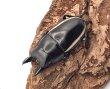 画像1: ■ＷＩＬＤ■ウォレスノコギリクワガタ　♂４０ｍｍUP／♀２５〜３０ｍｍ　成虫ペア　 (1)