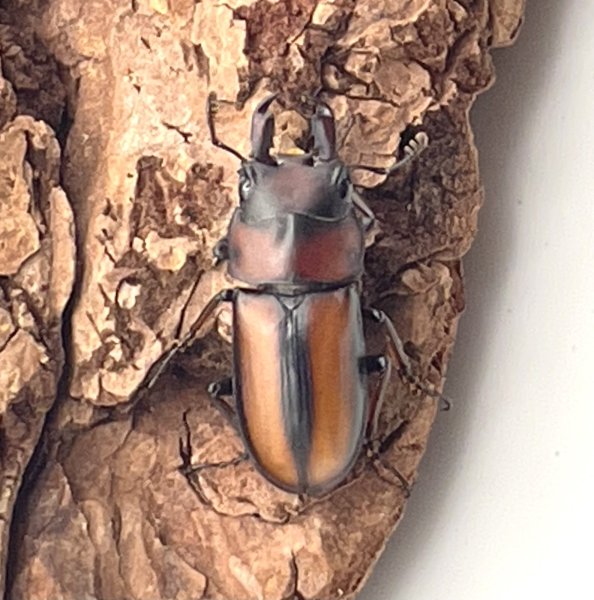 画像3: エレガントゥルスコクワガタ（東ジャワ）　WILD　成虫ペア　 (3)