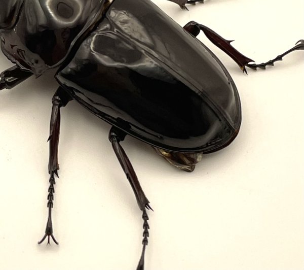 画像3: レギウスオオツヤクワガタ　♂５５ｍｍA'品／♀４４ｍｍ成虫ペア　 (3)