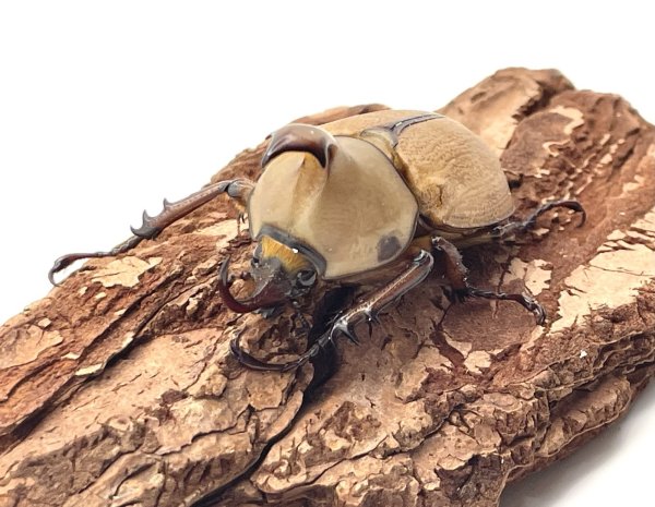 画像1: ゴロファ　クラビゲール　♂単品 (1)