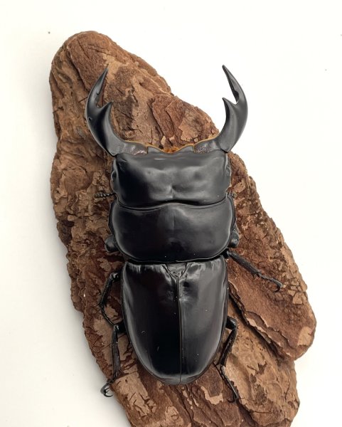 画像2: インドアンタエウス　♂８２ｍｍ／♀４８ｍｍ　成虫ペア　 (2)