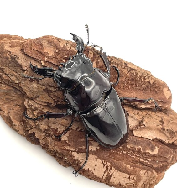 画像1: レギウスオオツヤクワガタ　♂６２ｍｍ／♀４７ｍｍ成虫ペア　 (1)