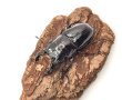 画像1: レギウスオオツヤクワガタ　♂６１ｍｍ／♀４４ｍｍ成虫ペア　 (1)